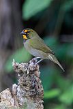 Yellow-faced Grassquit